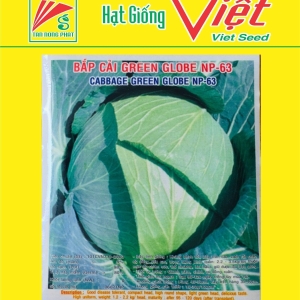 BẮP CAI GREEN GLOBE NP-63 CABBAGE NP-63