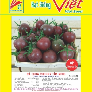 CẢ CHUA CHERRY TÍM PURPLE CHERRY TOMATO CẢ CHUA CHERRY TÍM PURPLE CHERRY TOMATO