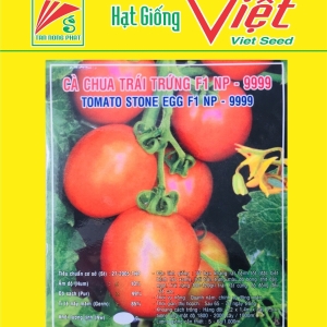 CÀ CHUA TRÁI TRỨNG F1 NP - 9999 F1 TOMATO NP-9999 CÀ CHUA TRÁI TRỨNG F1 NP - 9999 F1 TOMATO NP-9999