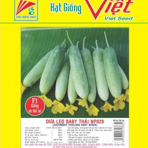 DƯA LEO F1 BABY THÁI NP 929 F1 CUCUMBER THAI NP 929 DƯA LEO F1 BABY THÁI NP 929 F1 CUCUMBER THAI NP 929