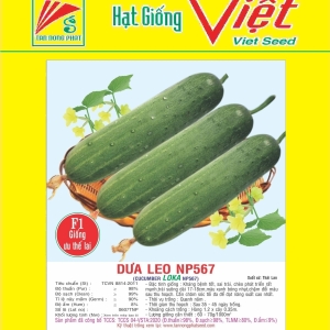 DƯA LEO XANH F1 LOKA -567 F1 CUCUMBER 567 DƯA LEO XANH F1 LOKA -567 F1 CUCUMBER 567