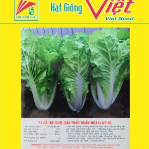 F1 CẢI BẸ DÚM (CẢI THẢO NGẮN NGÀY) NP-90 F1 CHINESE CABBAGE NP-90