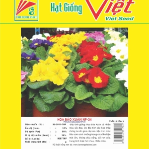 HOA BÁO XUÂN NP-34 PRIMULA FLOWER NP-34