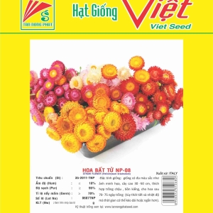 HOA BẤT TỬ NP-08 STRAW FLOWER