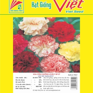 HOA CẨM CHƯỚNG LOVELY NP-27 LOVLY MIX DIANTHUS FLOWER NP-27