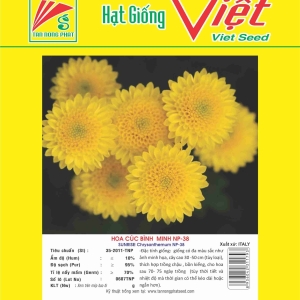 HOA CÚC BÌNH MINH NP-38 SUNRISE CHRYSANTHEMUM NP-38
