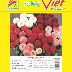 HOA CÚC DAISY NP-15 DAISY FLOWER NP-15