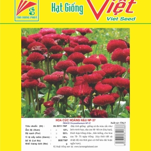 HOA CÚC HOÀNG HẬU NP-37 PRINCE CHRYSANTHEMUM NP-37