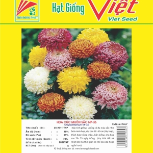 HOA CÚC MUÔN SẮC NP-36 CHRYSANTHEMUM FLOWER NP-36