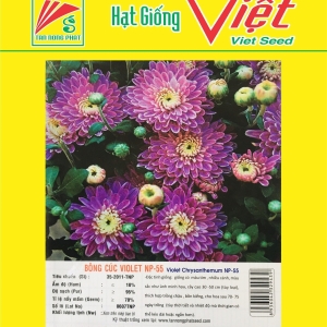 HOA CÚC VIOLET NP-55 VIOLET CHRYSANTHEMUM NP-55