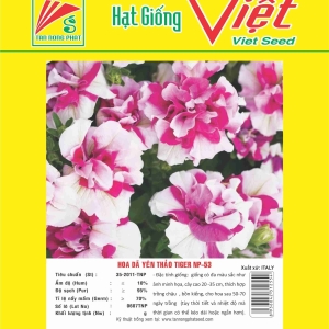 HOA DÃ YÊN THẢO TIGER NP-53 FLOWER NP-53