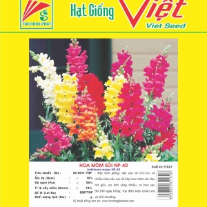 HOA MÕM SÓI NP-40 ANTIRINUM MAJUS NP-40