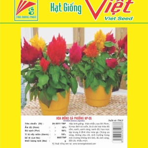 HOA MỒNG GÀ PHƯỚNG NP-05 CELOSIA NP-05