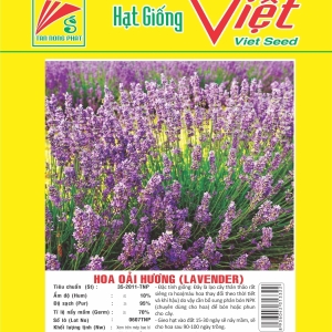 HOA OẢI HƯƠNG LAVENDER