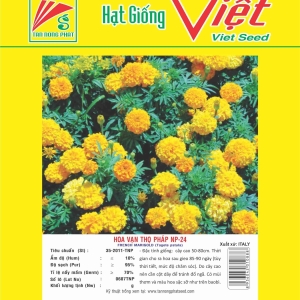 HOA VẠN THỌ PHÁP NP-24 FRENCH MARIGOLD NP-24