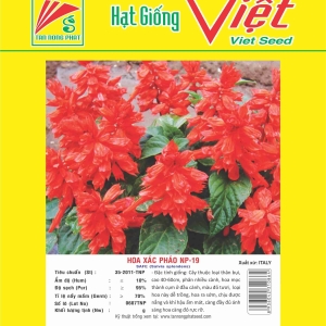HOA XÁC PHÁO NP-19