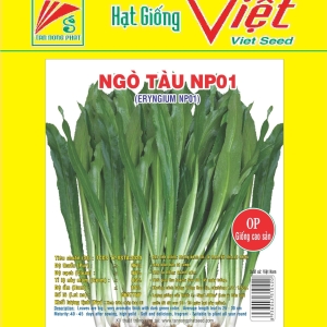 RAU NGÒ TÀU (GAI) NP - 01 ERYNGIUM NP-01 RAU NGÒ TÀU (GAI) NP - 01 ERYNGIUM NP-01